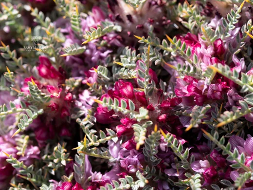 Astragalus cruentiflorus