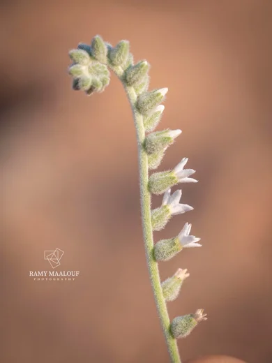 Heliotropium bovei