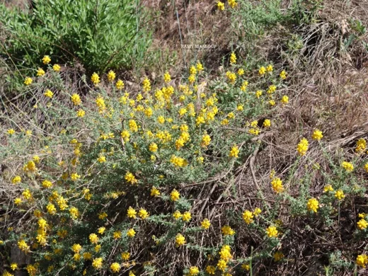Adenocarpus complicatus
