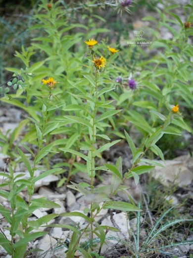 Inula salicina