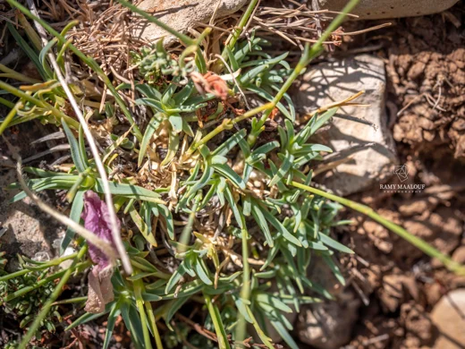 Dianthus micranthus var. alb