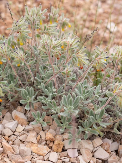 Onosma sanninensis