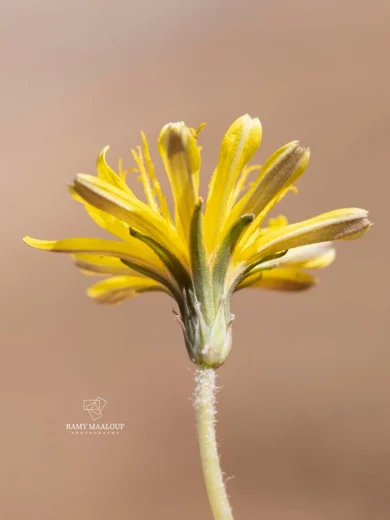 Taraxacum cf. bithynicum