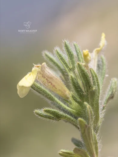 Ajuga chamaepitys subsp. tridactylites