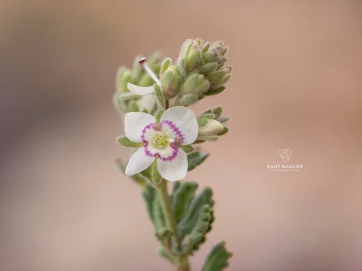Veronica polifolia