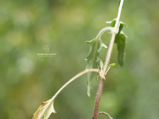 Prunella orientalis