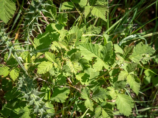 Rubus × collinus