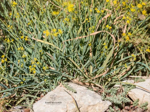Bupleurum exaltatum