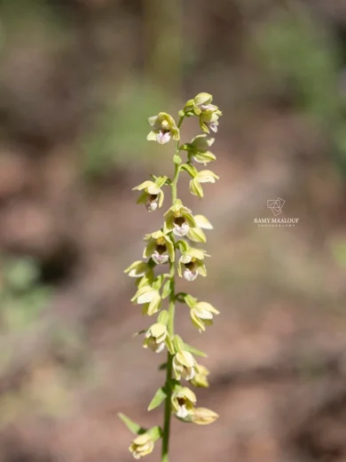 Epipactis helleborine subsp. tremolsii