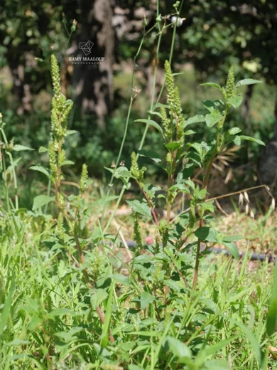 Amaranthus retroflexus