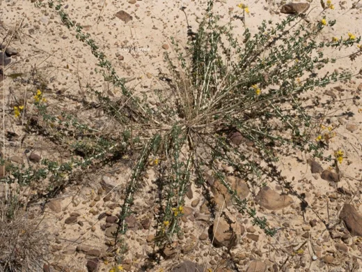 Adenocarpus complicatus