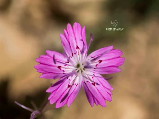 Dianthus strictus subsp. multipunctatus