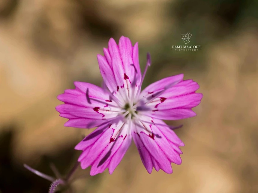 Dianthus strictus subsp. multipunctatus