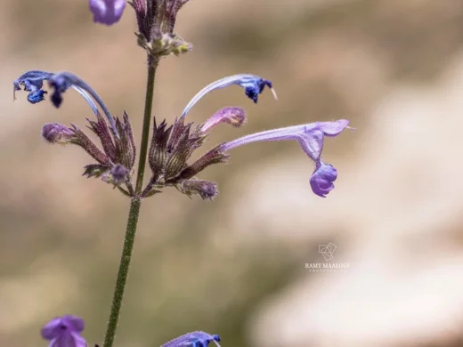 Nepeta cilicica
