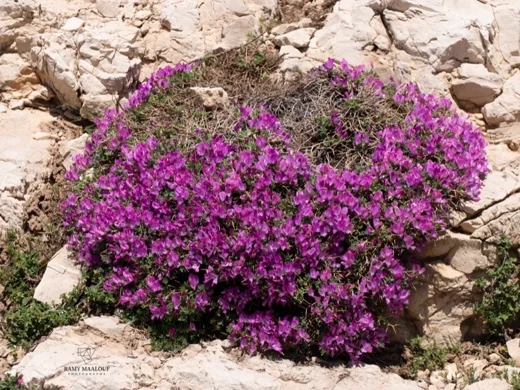 عنبريس أقرن