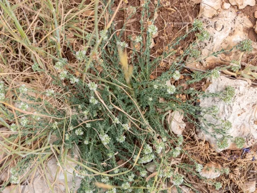 Telephium imperati subsp. orientale