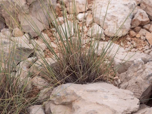 Pseudoroegneria libanotica