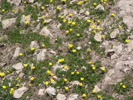 حوذان دمس