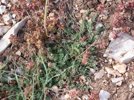 Cruciata taurica subsp. taurica