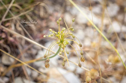 Allium sp. (Sannine)