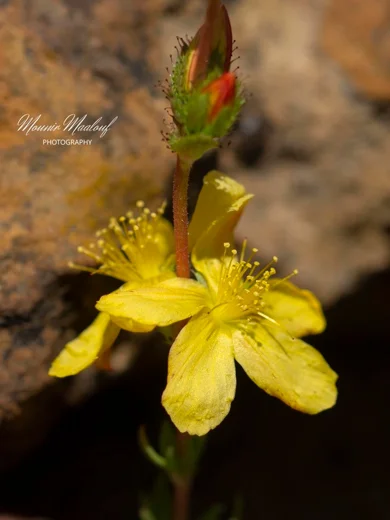 Hypericum stenobotrys