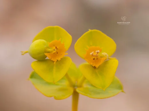 Euphorbia macroclada