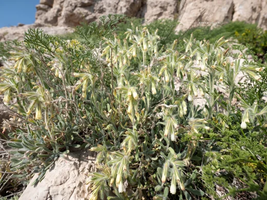 Onosma aucheriana