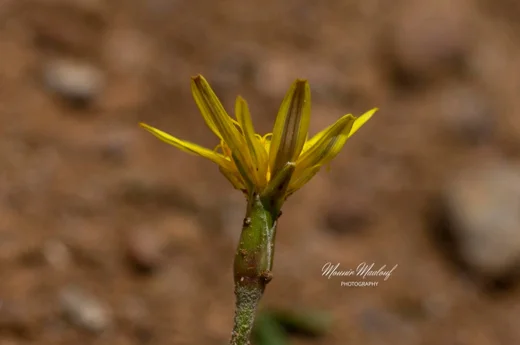 Pseudopodospermum molle