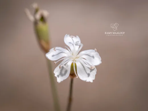 Dianthus micranthus var. alb