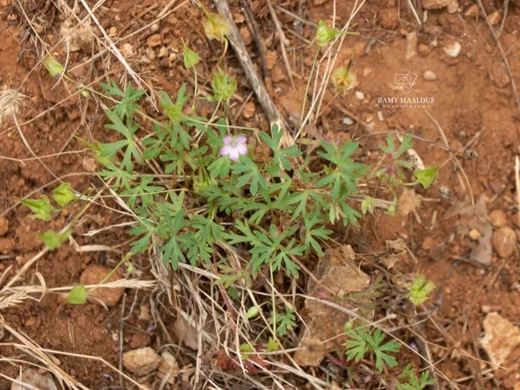 Geranium columbinum