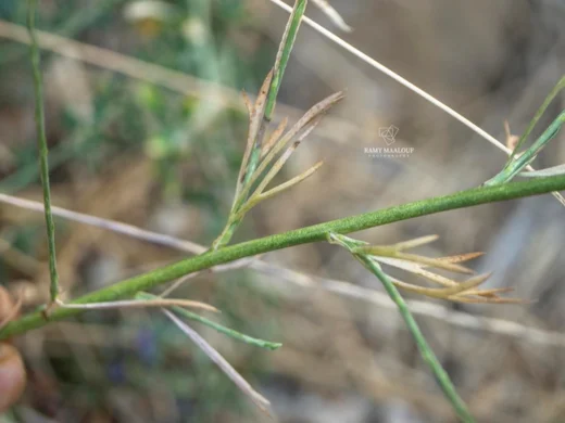 عائق غريب