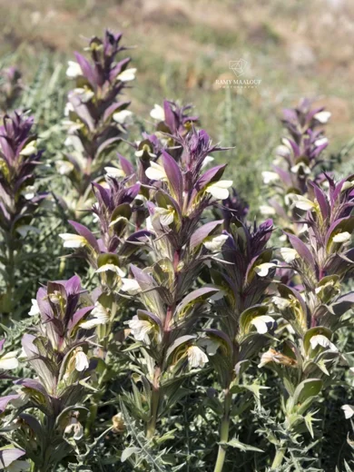 Acanthus syriacus