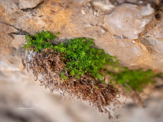 Galium jungermannioides