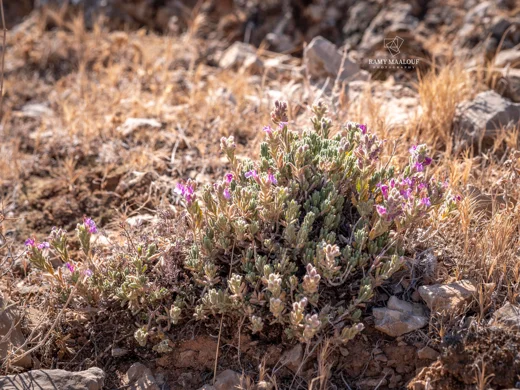 Teucrium socinianum