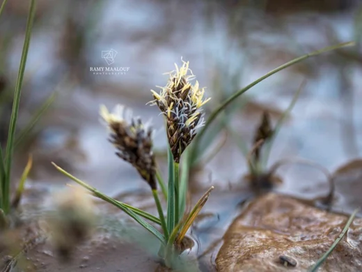 Carex pachystylis