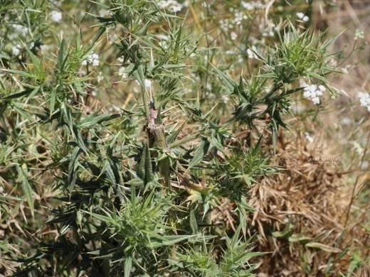 Echinops spinosissimus subsp. bithynicus