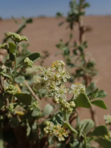 نسب المصنف - غير تجاري 4.0 دولي (CC BY-NC 4.0)- i naturalist.