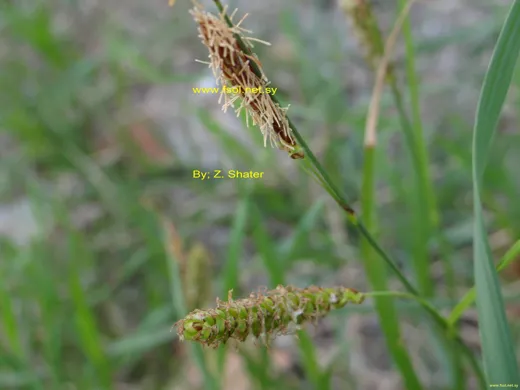 Carex flacca