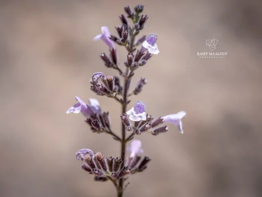 Clinopodium libanoticum