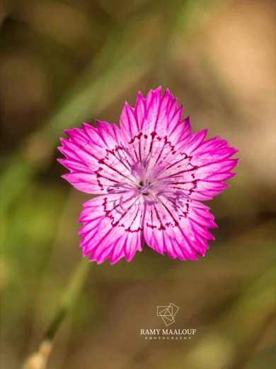 Dianthus strictus subsp. multipunctatus