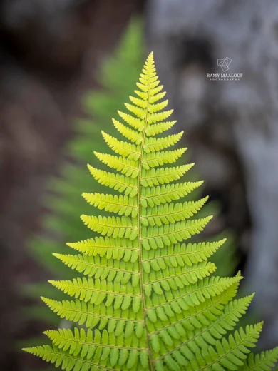 Dryopteris pallida