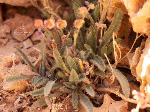 Mattiastrum lithospermifolium