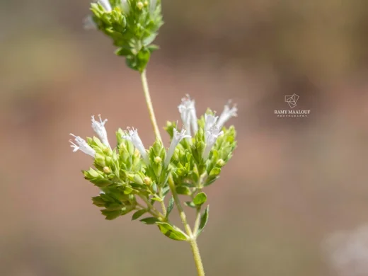 Origanum × barbarae