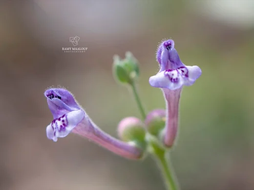 Scutellaria brevibracteata