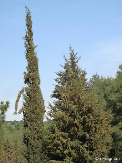 سَرو دائم الخُضرَة