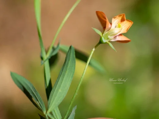 Lathyrus gorgoni