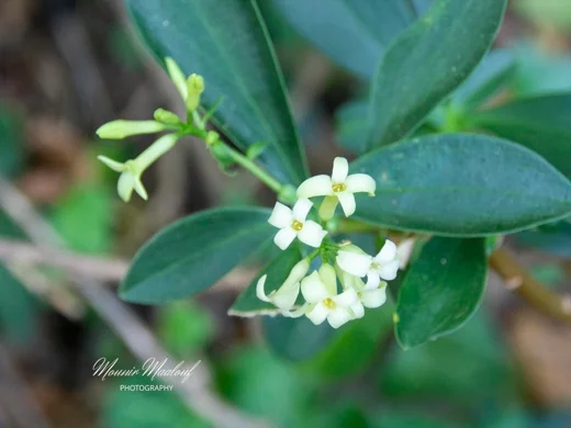 Daphne libanotica