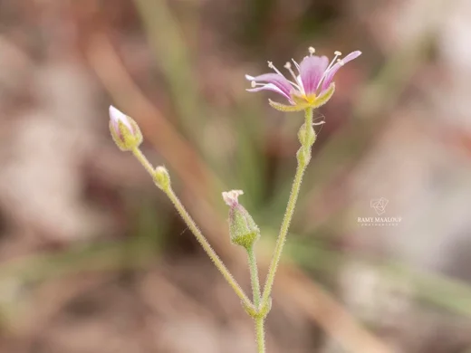 Cherleria rupestris
