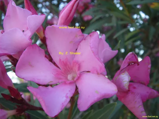 الدفلى