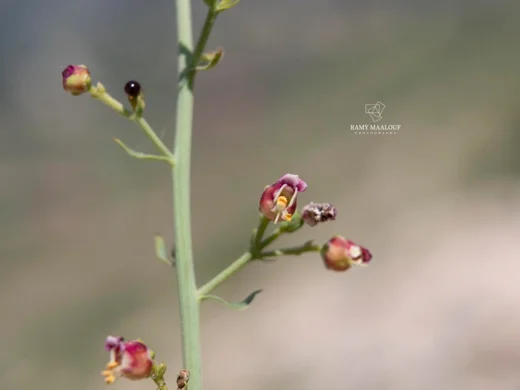 Scrophularia libanotica var. australis